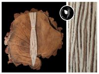 Dreadlock Extensions - verschiedene Farben und Längen Innenstadt - Köln Altstadt Vorschau