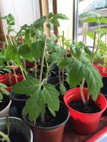 Tomatenpflanzen bio, aus "Bingenheimer Saatgut", Stück 1,- € Bayern - Harburg (Schwaben) Vorschau
