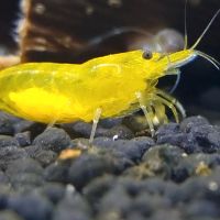 Yellow Fire Neo-Caridina Zwerggarnele Niedersachsen - Cramme Vorschau