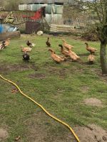 Enten  Hausenten Schleswig-Holstein - Sarkwitz Vorschau