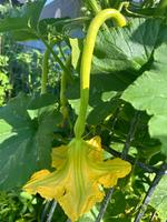 Zucchini Trombetta di Albenga Trompete Schlangenkürbis LETZTEN 3 Bonn - Bonn-Zentrum Vorschau