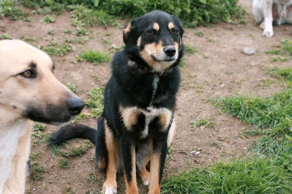 Joey - Schönheit auf der Suche nach dem großen Glück in Rastede