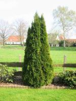 Lebensbaum Thuja occidentalis 'Smaragd' T.B.2L  70-80 cm 10 Stück Niedersachsen - Twistringen Vorschau