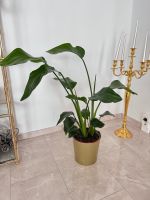 Gesunde Indoorpflanze Strelitzie Nicolai Plants mit gold Topf Berlin - Mitte Vorschau