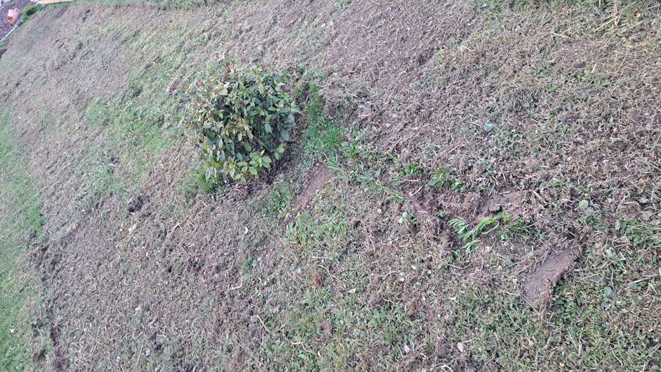 Mulchen Mulcharbeiten Mähen Böschung Graben Minibagger in Birkenfeld