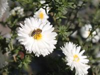 Hohe weiße Herbstastern Aster Bienenweide Pflanze Beet Herzogtum Lauenburg - Hamfelde, Kr Hzgt Lauenburg Vorschau
