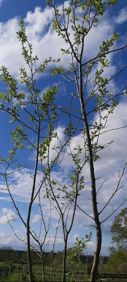 Mirabellenbäume alte Sorte Obst bio Eierpflaume in Malliß