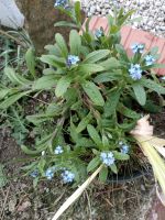 Frauenmantel Erdbeeren Waldmeister Melisse Vergissmeinnicht Minze Baden-Württemberg - Aichtal Vorschau