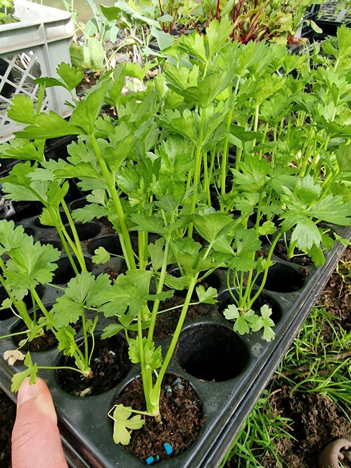 Verschieden Jungpflanzen in Ruppichteroth