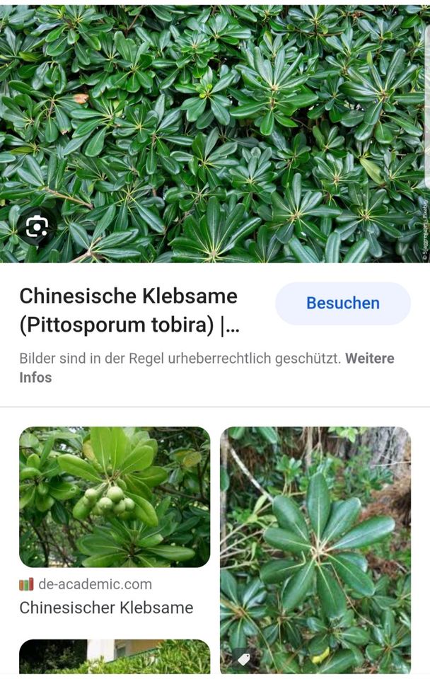 Chinesischer Klebsame... Pittosporum tobira in Schwarzach