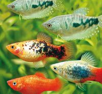 Suche Fische,Garnelen ,Welse und Pflanzen,für mein Aquarium! Nordrhein-Westfalen - Bad Oeynhausen Vorschau