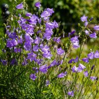 Rundblättrige Glockenblume Campanula Staude Ableger Bienenweide Nordrhein-Westfalen - Neukirchen-Vluyn Vorschau