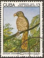 Kuba 2061 Fauna Tiere Greifvögel - Raubvögel - Kubaweih - Habicht Nordrhein-Westfalen - Kamen Vorschau