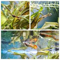 Guppy Fische Aquarium Männchen Sachsen - Lohmen Vorschau