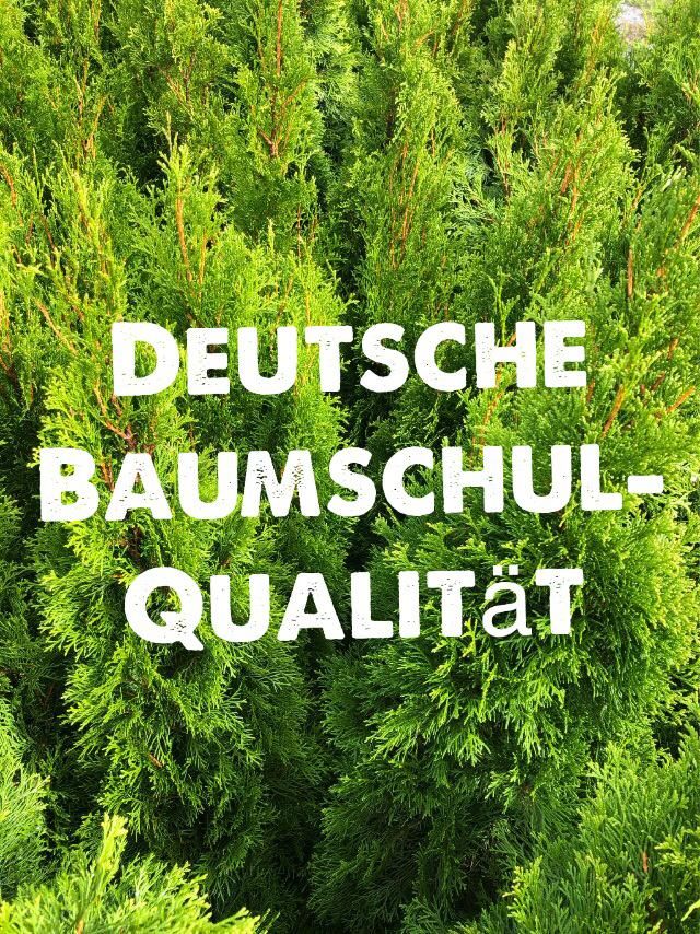 Thuja Smaragd 140-160 cm Lebensbaum Thujen Thujas in Obersulm