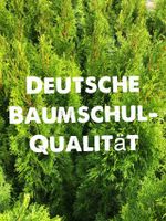 Angebot: Thuja Smaragd 70-100 cm / Heckenpflanzen Thujen Thujas Baden-Württemberg - Obersulm Vorschau