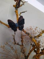 Schmetterlinge  aus Leder  5 stk Deko Baden-Württemberg - Unterwaldhausen Vorschau
