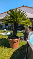 Grosse Cycas Revoluta Rheinland-Pfalz - Freinsheim Vorschau
