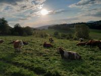 Bio Rindfleisch Mischpakete Bayern - Perlesreut Vorschau