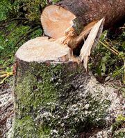 Baumfällung, Baum fällen, Baumfällarbeiten… Innenstadt - Köln Altstadt Vorschau