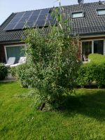 Reduziert, Flieder lila XXL, blüht im Sommer Nordrhein-Westfalen - Warendorf Vorschau