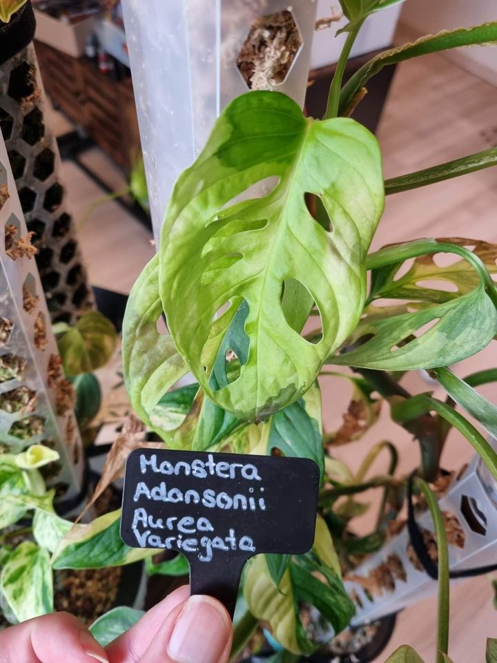 Monstera Aurea Variegata Rare Plants Ableger Philodendron in Hamm