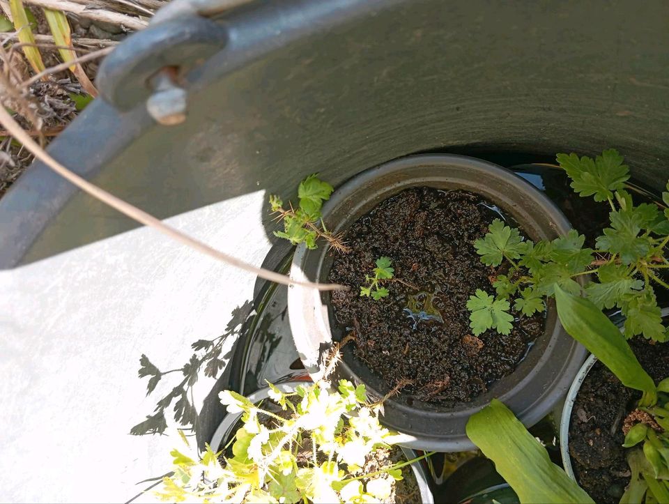 Stachelbeeren Setzlinge in Schwäbisch Gmünd