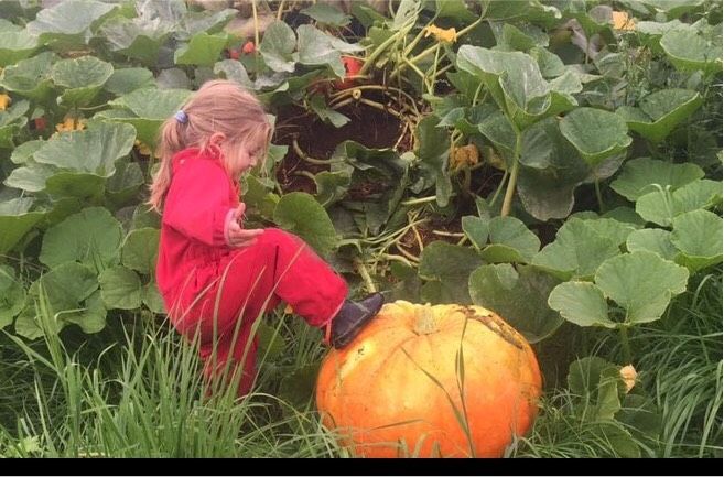 Pferdemist - Dünger — für Tomaten & Co in Eschershausen