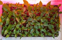 Paprika Pflanzen Jungpflanzen abzugeben - 2,50€ Niedersachsen - Lindern (Oldenburg) Vorschau