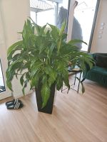 Topfplanze Einblatt Spathiphyllum  80-90cm groß Baden-Württemberg - Weil der Stadt Vorschau