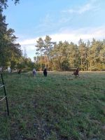 Platz frei für Einsteller Wallach im Offenstall Sachsen - Moritzburg Vorschau