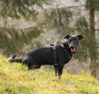 Knopfauge Ruffy sucht seine Menschen Niedersachsen - Altenau Vorschau