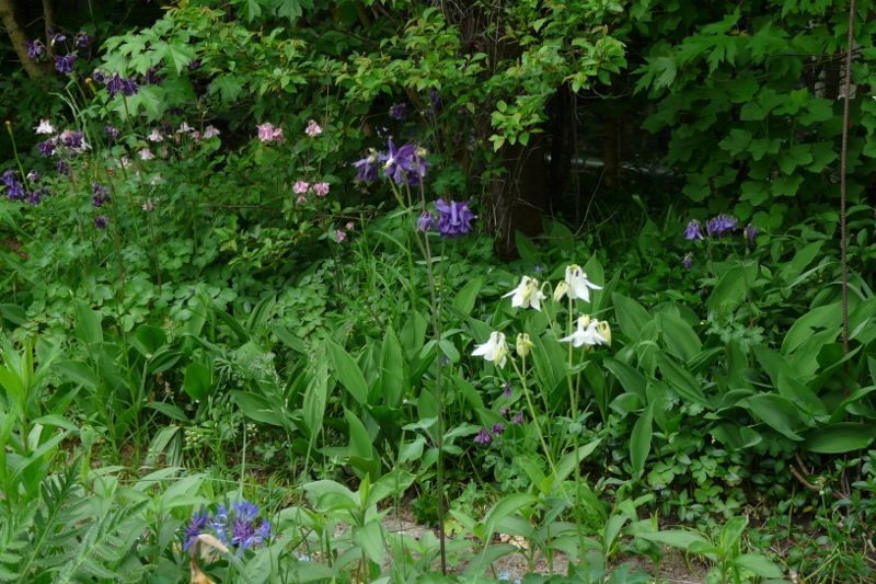 Akelei, Blumenstauden, Stauden, Blühstauden in Eggebek