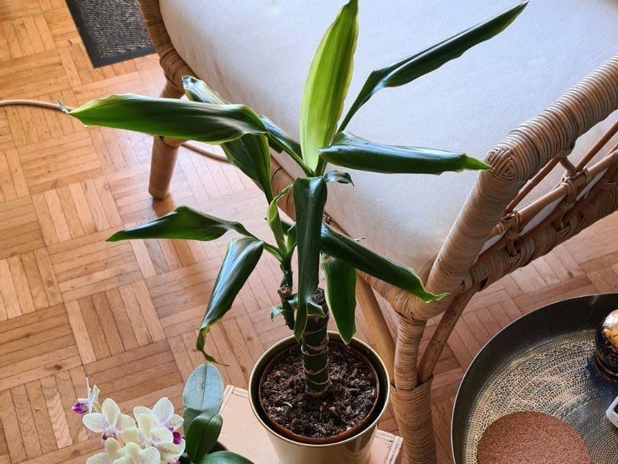 kleiner Drachenbaum Pflanze Zimmerpflanze in Denzlingen