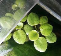 Aquarium Pflanze, Südamerikanischer Froschbiss! Kreis Pinneberg - Elmshorn Vorschau