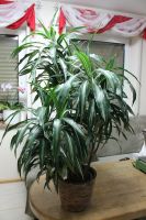 Wohnzimmer - Blume  15o cm Dracaena Rheinland-Pfalz - Prüm Vorschau