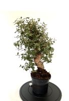 Bonsai Korkeiche Pre Bonsai Quercus suber Rheinland-Pfalz - Böhl-Iggelheim Vorschau