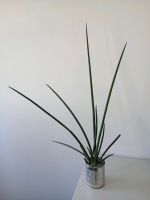 Sansevieria Bogenhanf Grünpflanze Schleswig-Holstein - Lübeck Vorschau