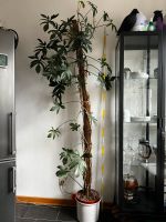 Philodendron Pedatum über 2m Nordrhein-Westfalen - Krefeld Vorschau