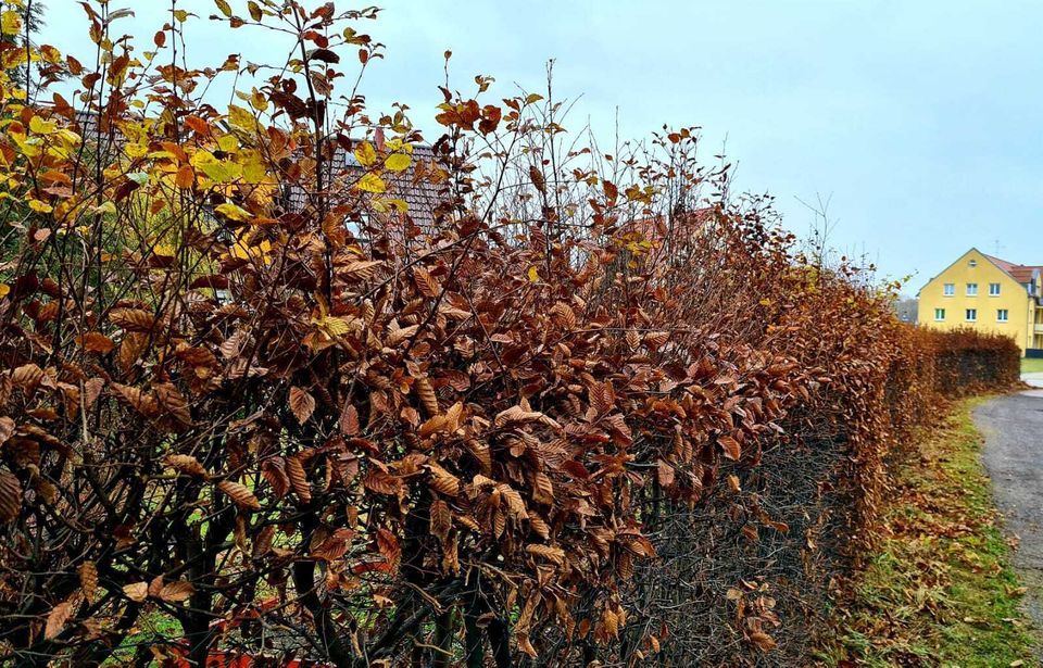 Hecke schneiden / pflanzen ✅ in Mittenwalde