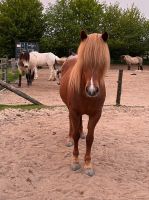 Isländer Islandpferd: bildschöne Fuchsstute mit ganz viel Tölt Schleswig-Holstein - Hohenfelde bei Kiel Vorschau