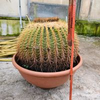 Goldkugelkaktus Echinocactus grusonii Hessen - Wiesbaden Vorschau