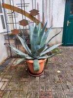 Hingucker! wunderschöne große Agave zu verkaufen Thüringen - Helbedündorf Vorschau