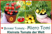 ♥ BONSAI Tomate Micro Tom gelb,rot Samen Alte Sorte Balkon,Garten Eimsbüttel - Hamburg Schnelsen Vorschau