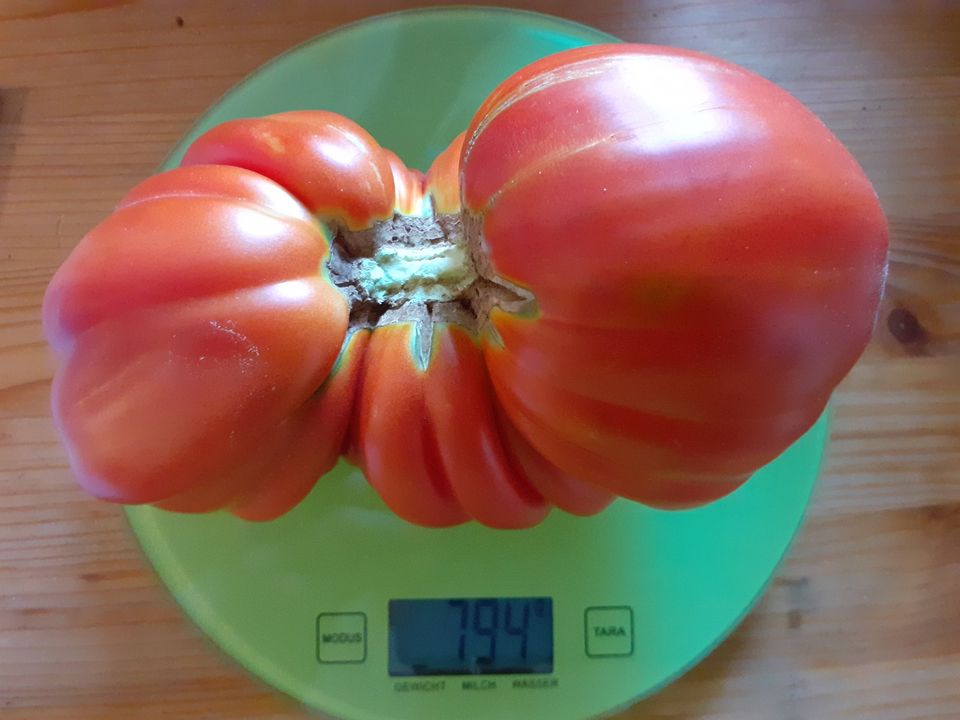 Tomatenpflanzen Raritäten, alte Sorte, samenfest, bio, in Halle