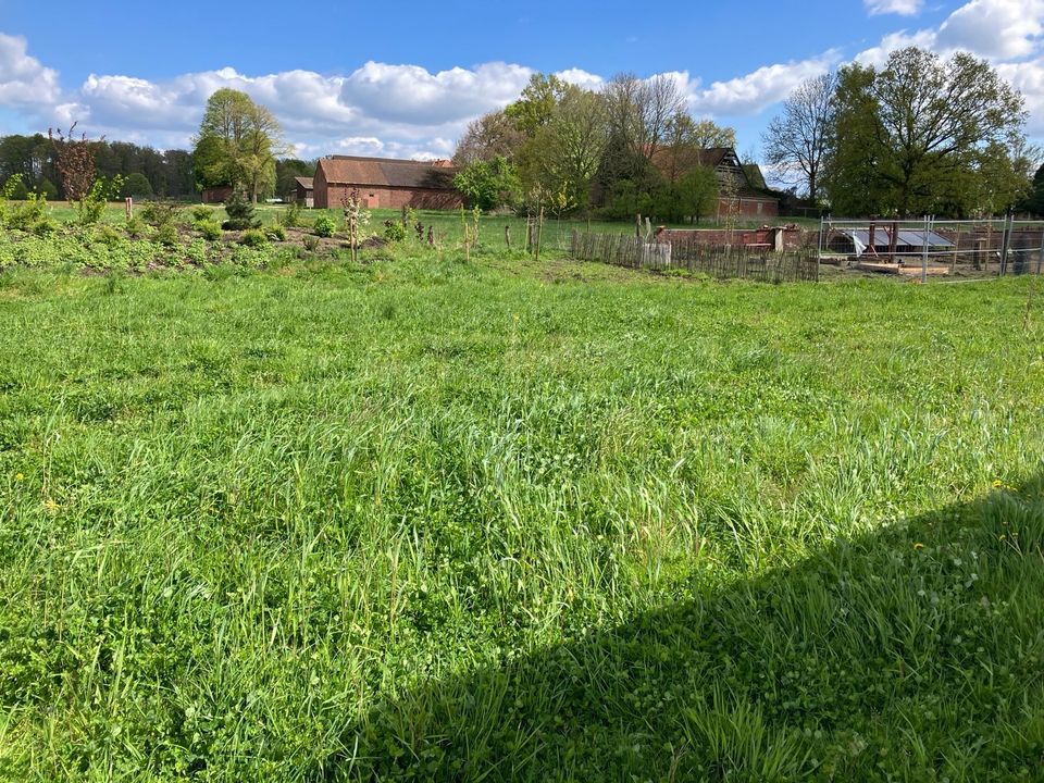 Wiese für Schafe oder Ziegen in Rödinghausen