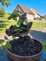 Bonsai rotbuche Niedersachsen - Bockenem Vorschau