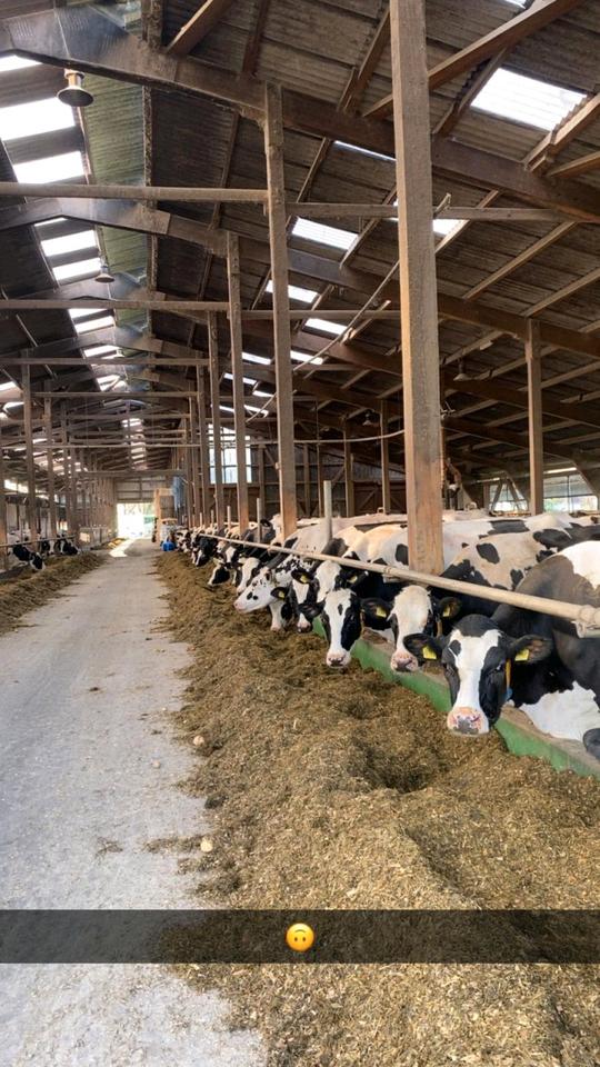 Landwirt/in (m/w/d), Herdenmanager/in, Mitarbeiter/in in Vollzeit in Geestland
