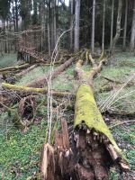 Eschen Stämme Brennholz auch als Reißschlag Baden-Württemberg - Owingen Vorschau