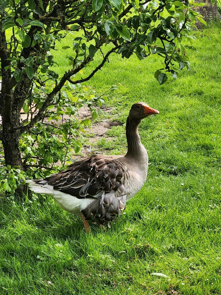 Lockenganter in Katlenburg-Lindau